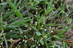 Eriocaulon cuspidatum